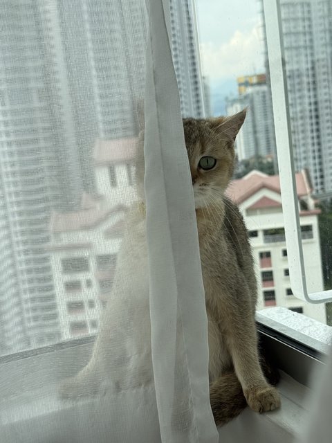 Fufu - British Shorthair Cat