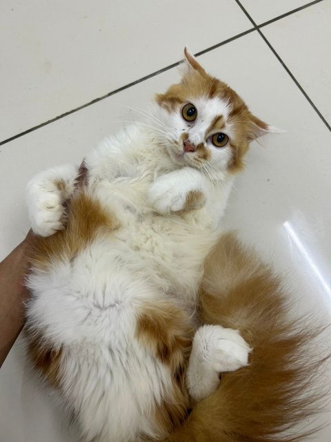 Zen - Domestic Long Hair Cat