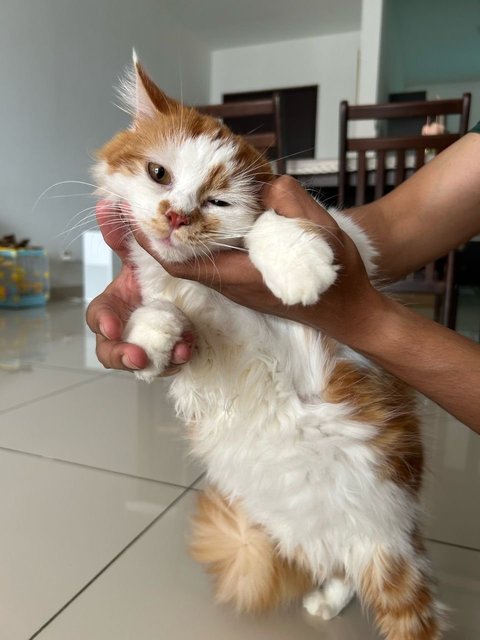 Zen - Domestic Long Hair Cat