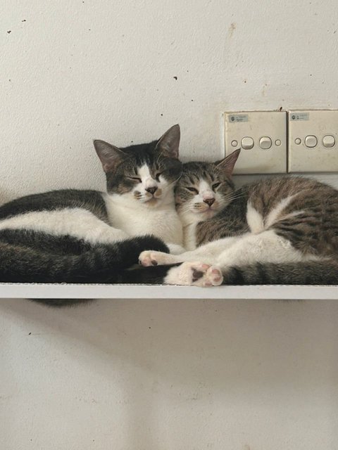 Mee, Kiki, Musimusi, Yu-mee - Domestic Short Hair + Tuxedo Cat