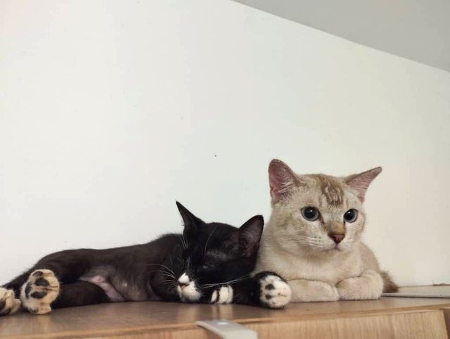Mee, Kiki, Musimusi, Yu-mee - Domestic Short Hair + Tuxedo Cat