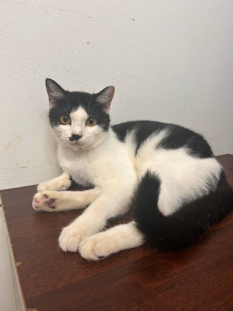 Mee, Kiki, Musimusi, Yu-mee - Domestic Short Hair + Tuxedo Cat