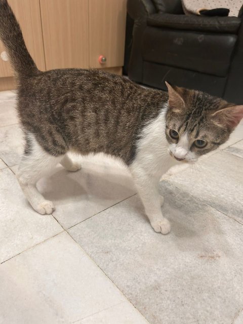 Mee, Kiki, Musimusi, Yu-mee - Domestic Short Hair + Tuxedo Cat