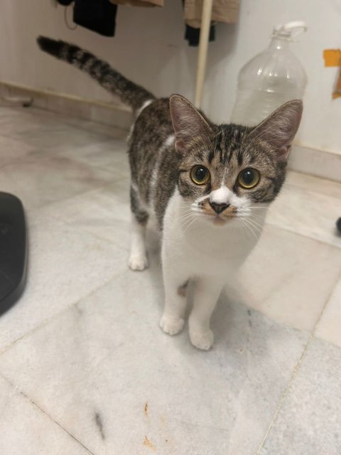 Mee, Kiki, Musimusi, Yu-mee - Domestic Short Hair + Tuxedo Cat