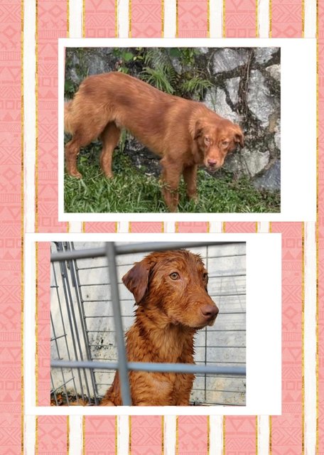 No Name Yet - Mixed Breed Dog