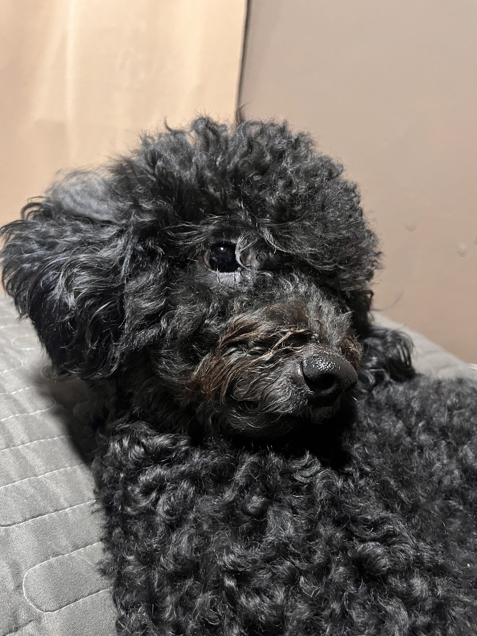 Leo - Poodle Dog