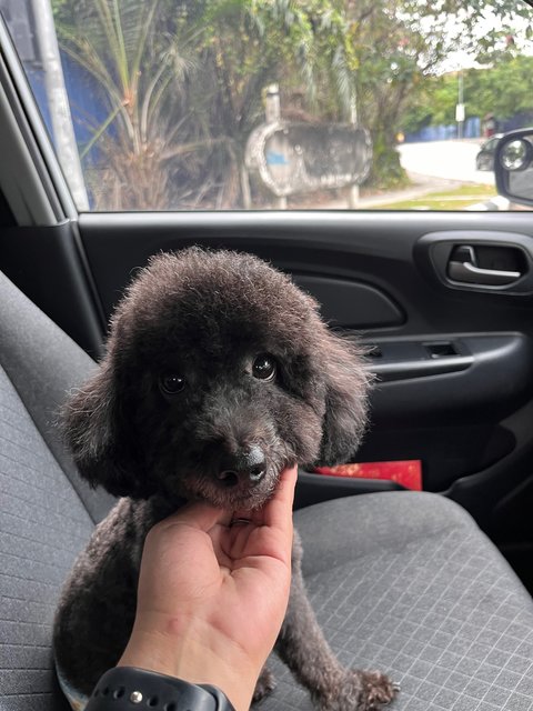 Leo - Poodle Dog