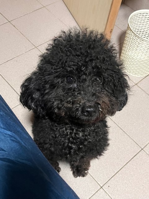 Leo - Poodle Dog