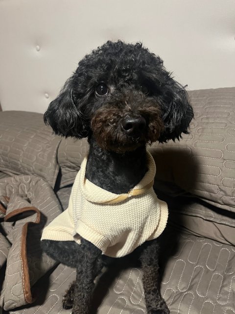 Leo - Poodle Dog