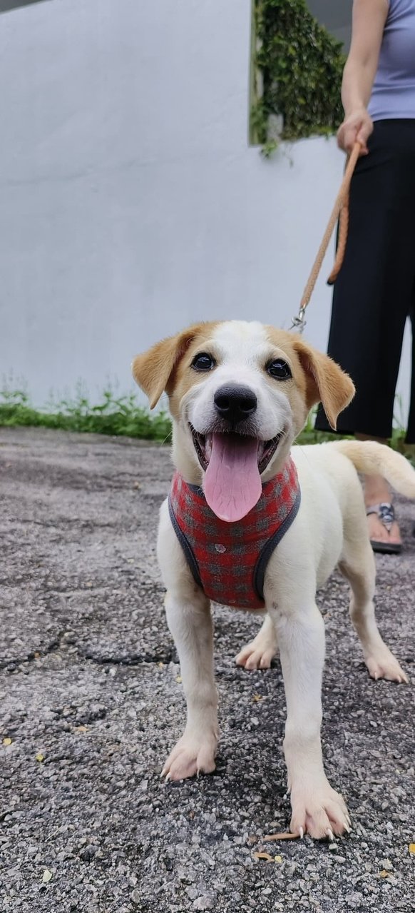 Nala - Mixed Breed Dog