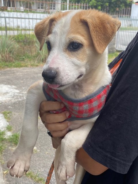 Nala - Mixed Breed Dog