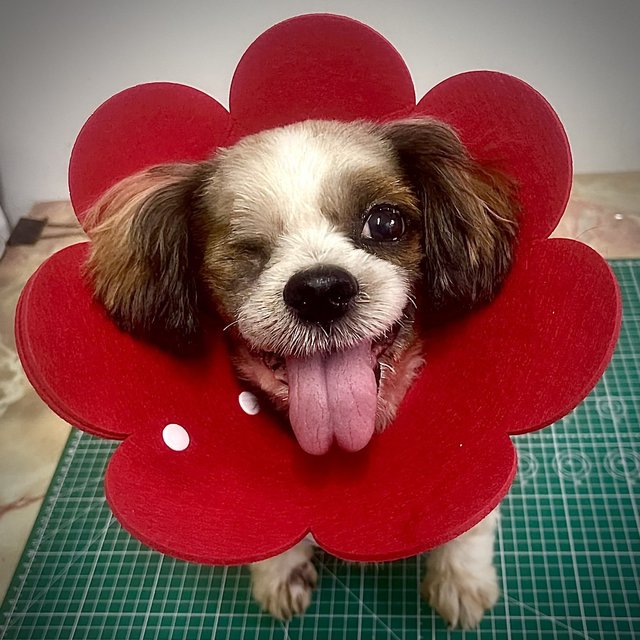 Hiro - Shih Tzu Dog