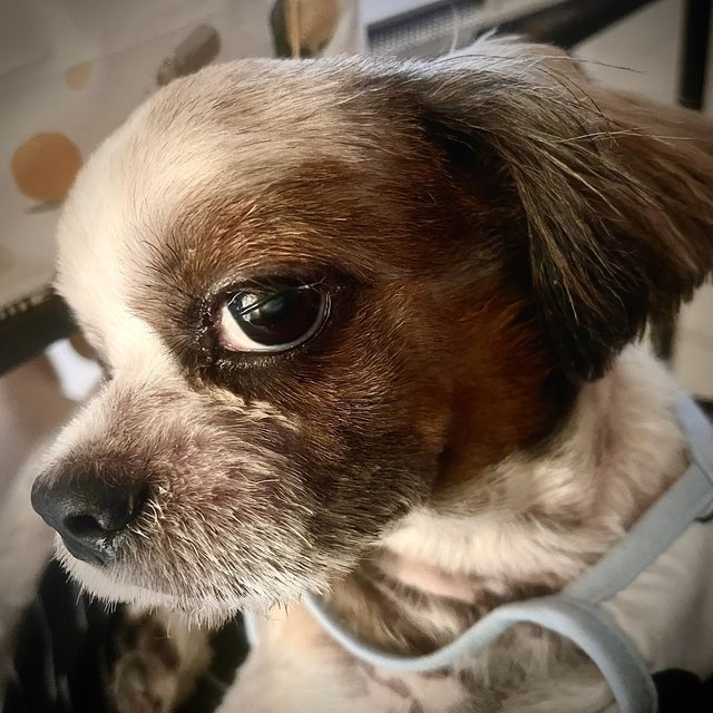 Hiro - Shih Tzu Dog