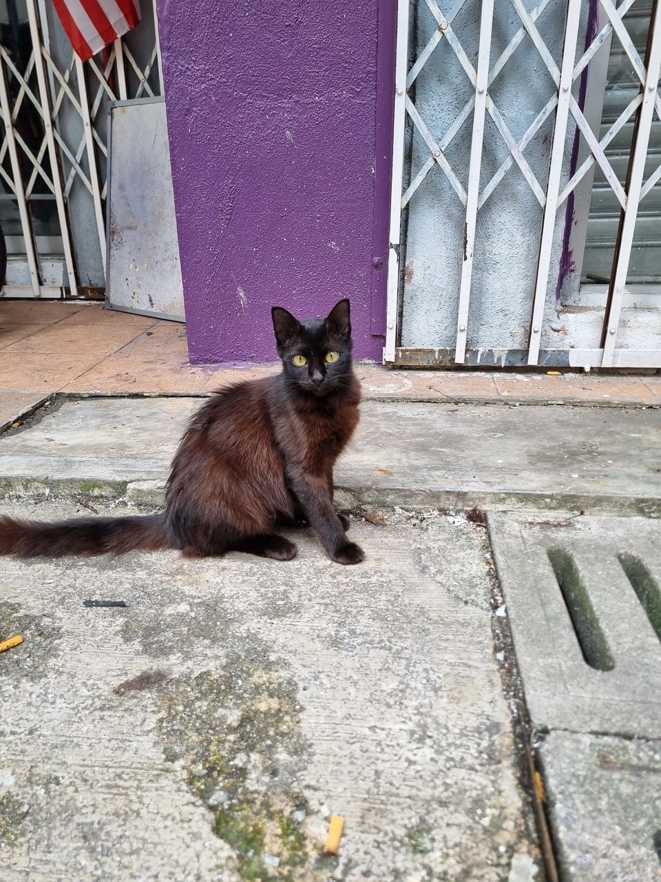 Caroline  - Domestic Long Hair Cat