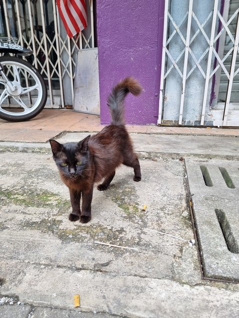 Caroline  - Domestic Long Hair Cat