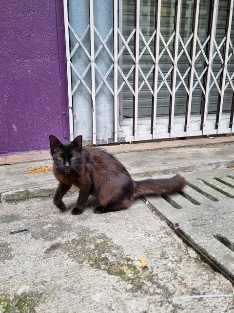 Caroline  - Domestic Long Hair Cat