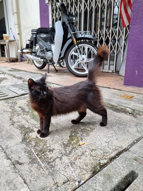Caroline  - Domestic Long Hair Cat