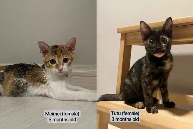 Tutu &amp; Meimei - Domestic Short Hair Cat