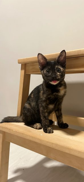 Tutu &amp; Meimei - Domestic Short Hair Cat