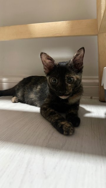 Tutu &amp; Meimei - Domestic Short Hair Cat