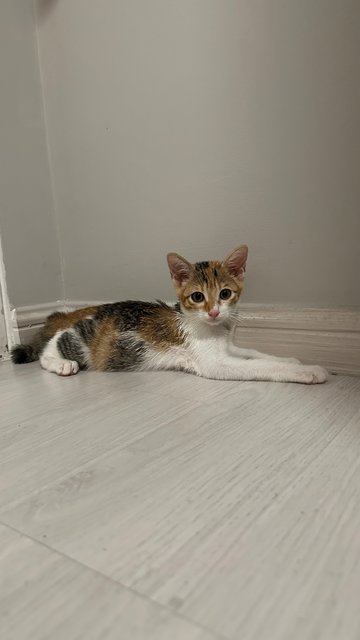 Tutu &amp; Meimei - Domestic Short Hair Cat