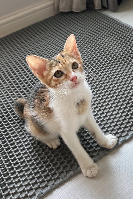 Tutu &amp; Meimei - Domestic Short Hair Cat