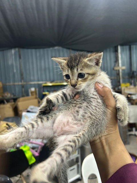 3 Babys - Domestic Short Hair Cat