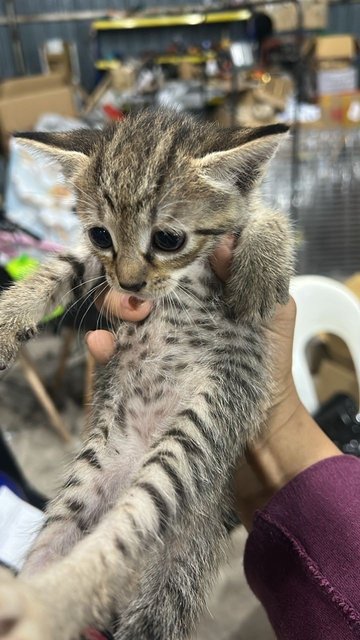 3 Babys - Domestic Short Hair Cat