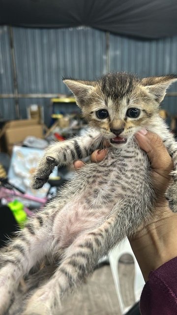 3 Babys - Domestic Short Hair Cat