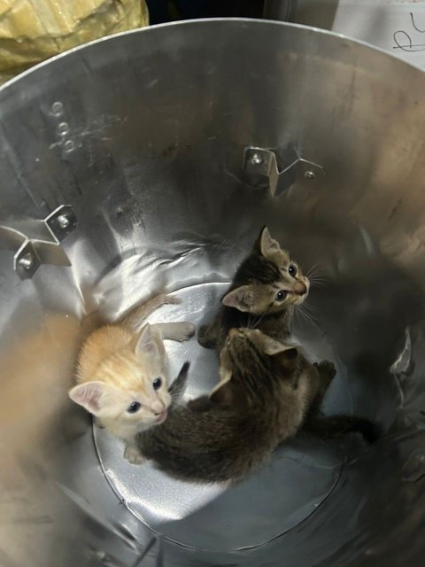 3 Babys - Domestic Short Hair Cat