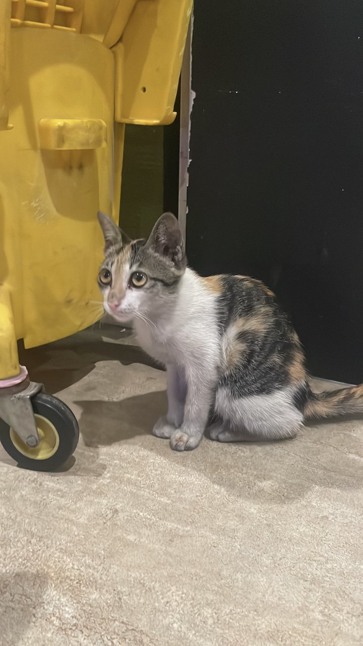 Maysilee - Dilute Calico Cat