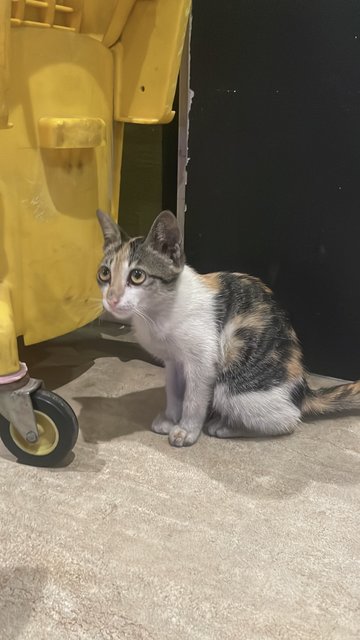 Maysilee - Dilute Calico Cat