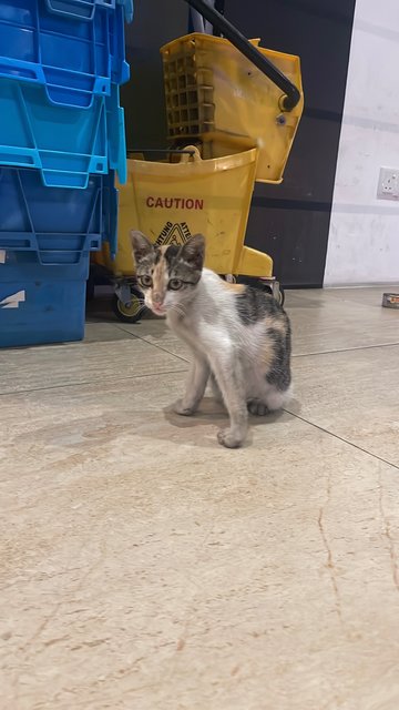 Maysilee - Dilute Calico Cat