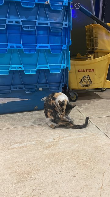 Maysilee - Dilute Calico Cat