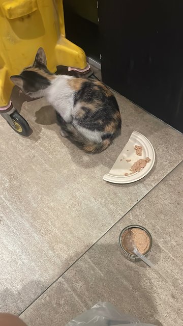 Maysilee - Dilute Calico Cat