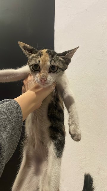 Maysilee - Dilute Calico Cat