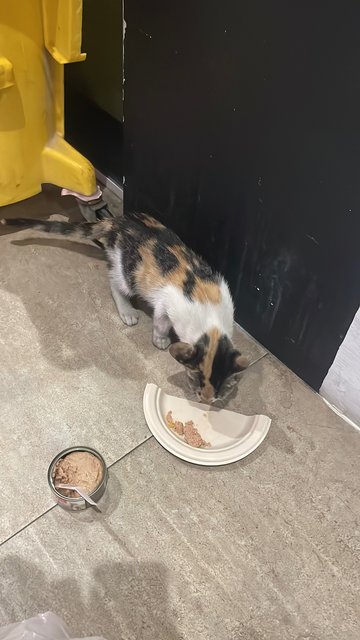 Maysilee - Dilute Calico Cat