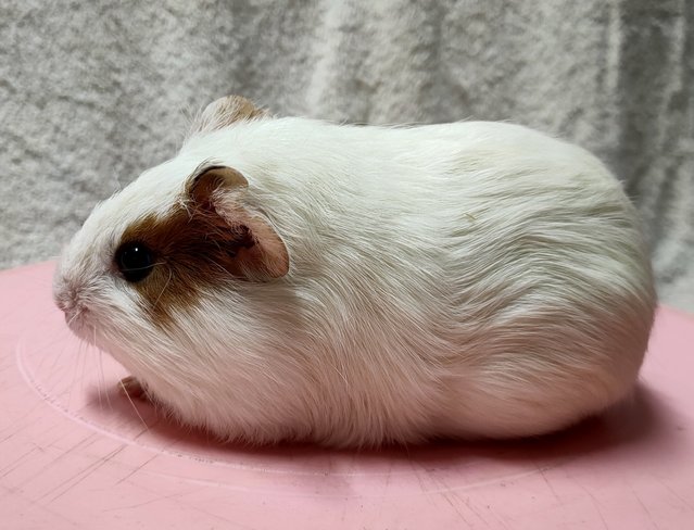 Little Boys &amp; Girls - Guinea Pig Small & Furry
