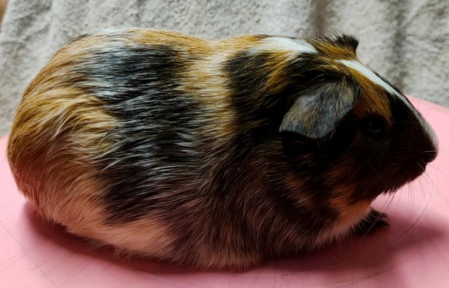 Little Boys &amp; Girls - Guinea Pig Small & Furry