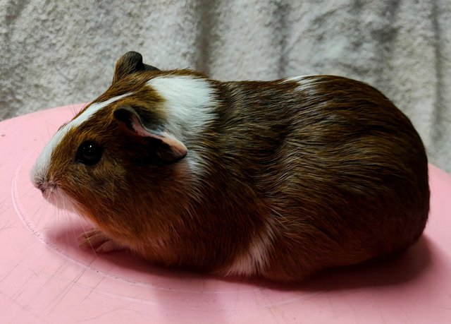 Little Boys &amp; Girls - Guinea Pig Small & Furry