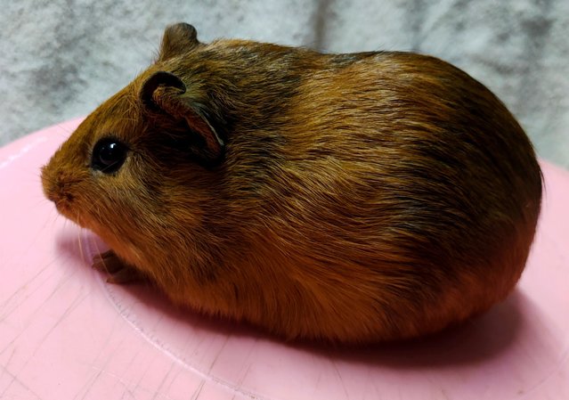 Little Boys &amp; Girls - Guinea Pig Small & Furry