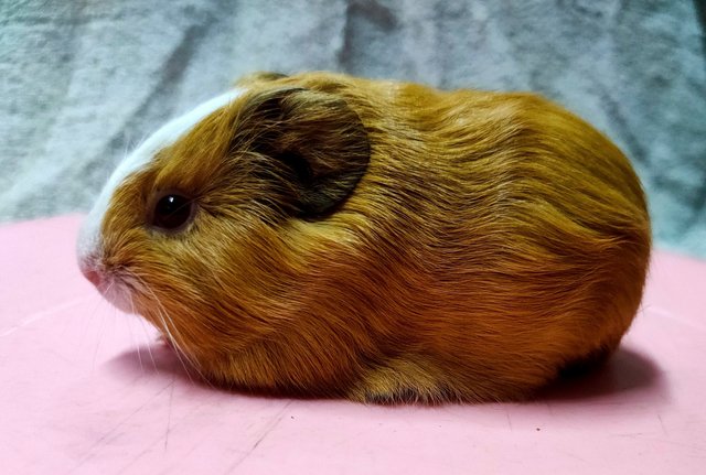 Little Boys &amp; Girls - Guinea Pig Small & Furry