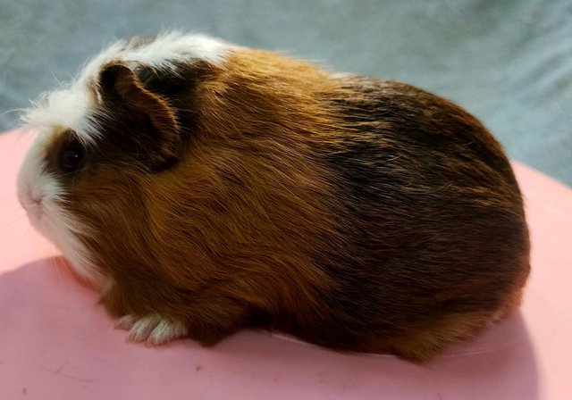 Little Boys &amp; Girls - Guinea Pig Small & Furry