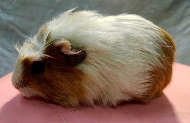 Little Boys &amp; Girls - Guinea Pig Small & Furry