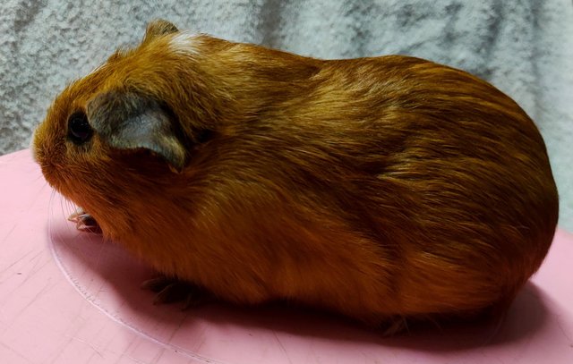 Little Boys &amp; Girls - Guinea Pig Small & Furry