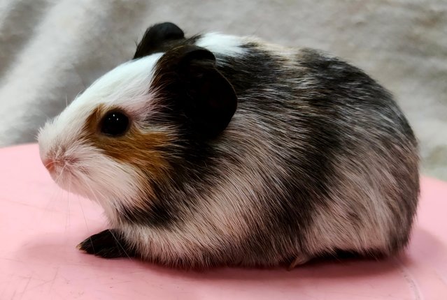 Little Boys &amp; Girls - Guinea Pig Small & Furry
