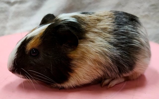 Little Boys &amp; Girls - Guinea Pig Small & Furry