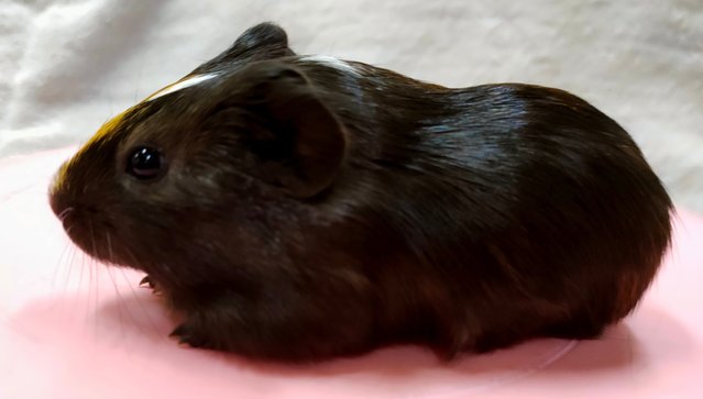 Little Boys &amp; Girls - Guinea Pig Small & Furry
