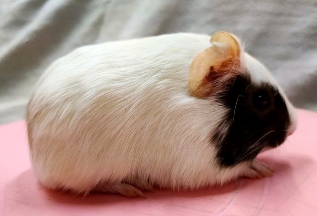 Little Boys &amp; Girls - Guinea Pig Small & Furry