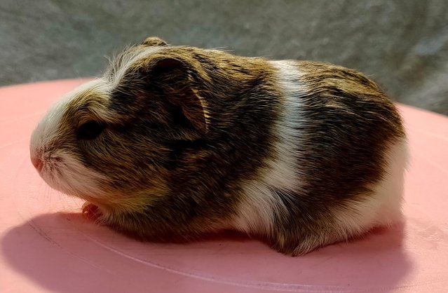 Little Boys &amp; Girls - Guinea Pig Small & Furry